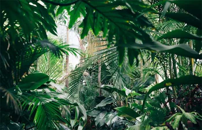 Vegetação planejada pode reduzir até 18°C cidades e ampliar o conforto térmico