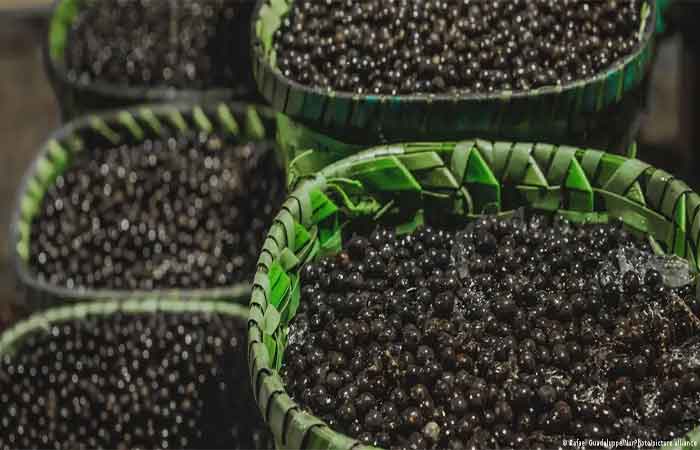 Febre global pelo açaí desafia ecossistema da Amazônia