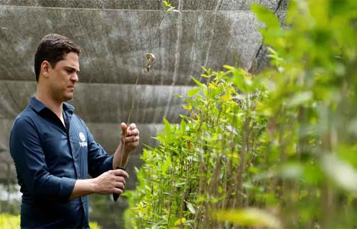 Planta secreta da Amazônia pode ser nova fonte de ibogaína para tratamento de dependência