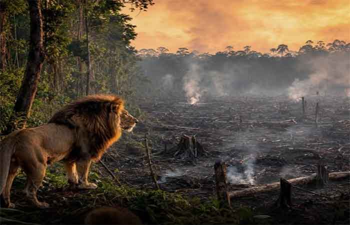 As populações de animais selvagens no mundo caíram 73% em apenas 50 anos. E as espécies de água doce tiveram uma redução de 85%
