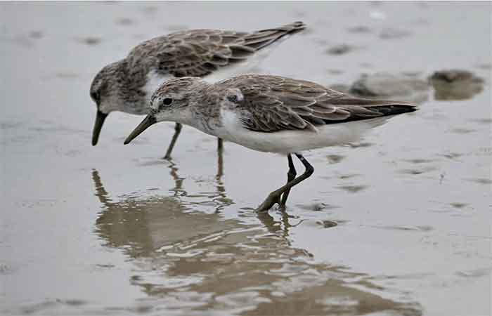 A grande jornada das aves migratórias – e dos pesquisadores que lutam para conservá-las