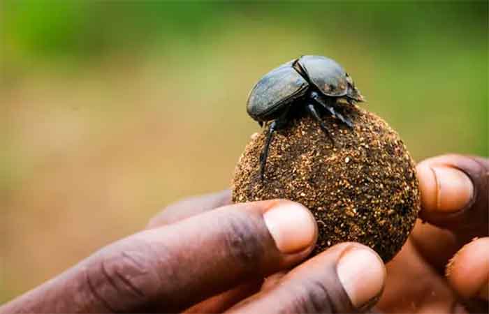 Besouros rola-bosta consomem grandes quantidades de metano e reforçam o papel da biodiversidade na pecuária