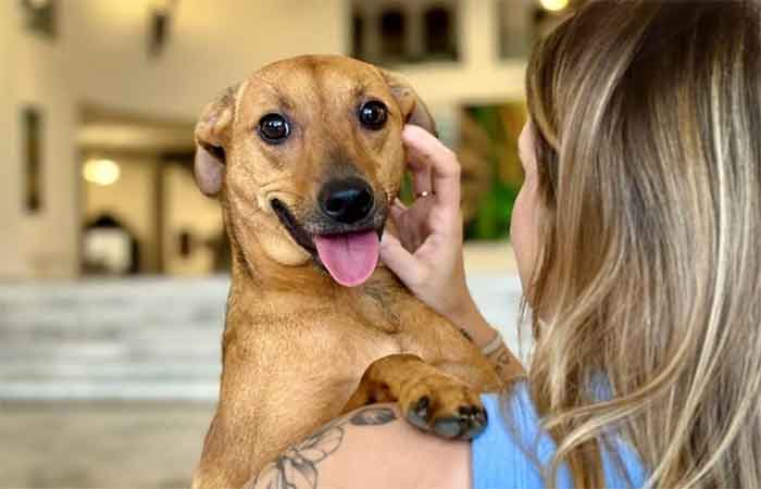 Produtos de limpeza com amônia e hipoclorito podem intoxicar os animais domésticos