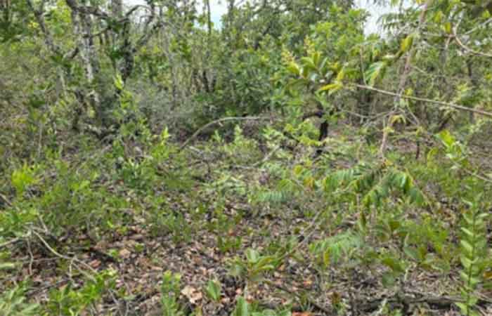 Avanço de árvores no Cerrado causa a morte de plantas rasteiras por inanição