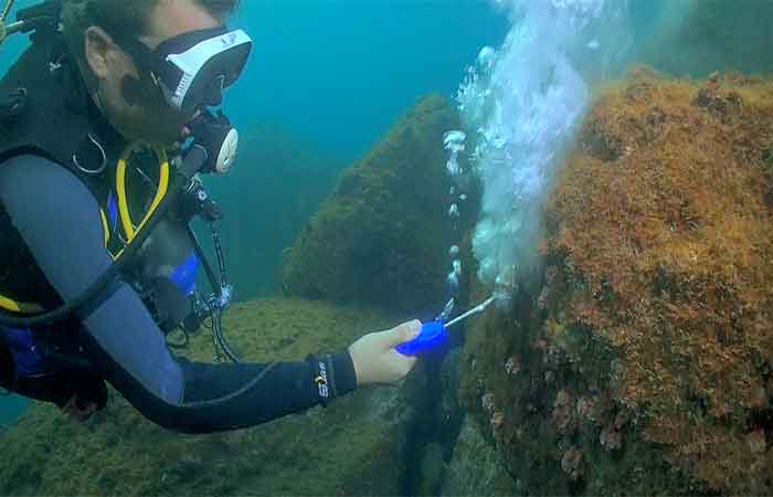 Estudo propõe novo método para remoção de coral invasor no Brasil