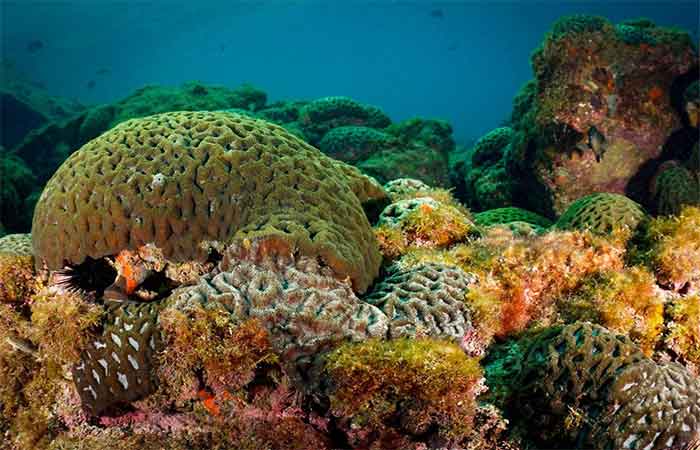 Espécies únicas de coral-de-fogo do Brasil enfrentam risco crescente de extinção