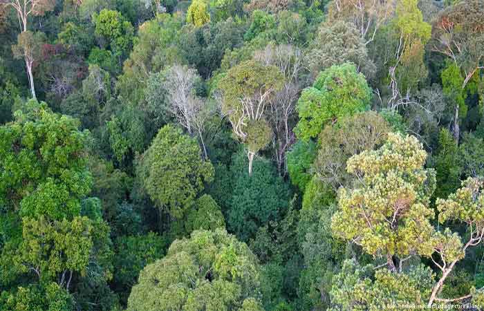 Incêndios na Amazônia registram mínimo histórico em 2025