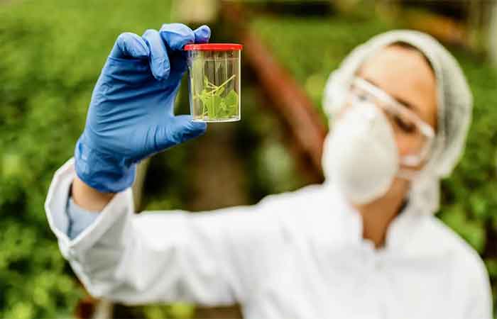 Fitomineração: como plantas podem ajudar a extrair metais valiosos