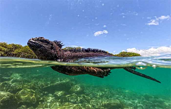 O que os animais das Ilhas Galápagos podem nos ensinar sobre as ameaças do El Niño?