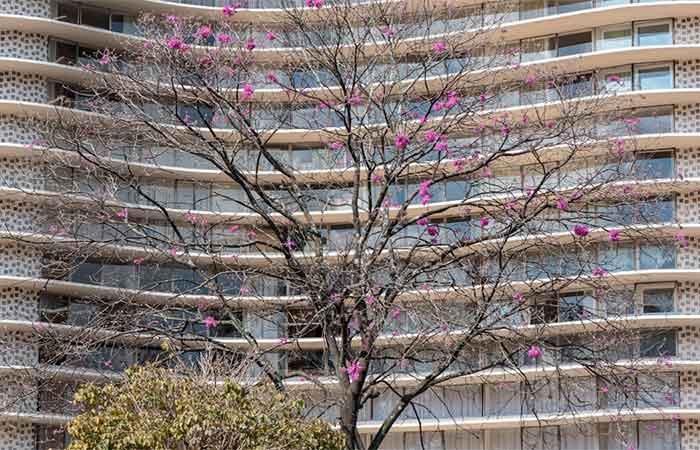 Por que os ipês-roxos floresceram menos neste inverno? Entenda como o clima afetou a floração e o que esperar