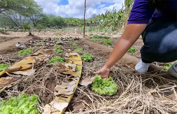 Caatinga Climate Week põe NE no centro do debate climático