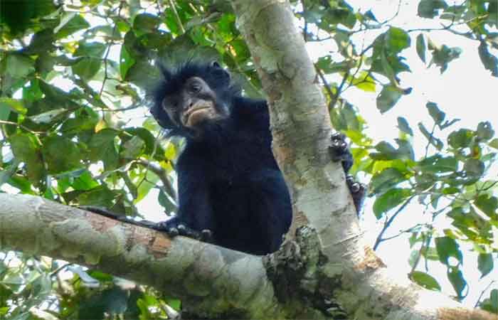 Nova espécie de macaco com lábios alaranjados é encontrada ‘escondida’ na floresta