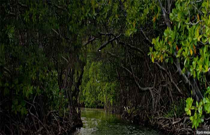 Proteger e restaurar ecossistemas de carbono azul