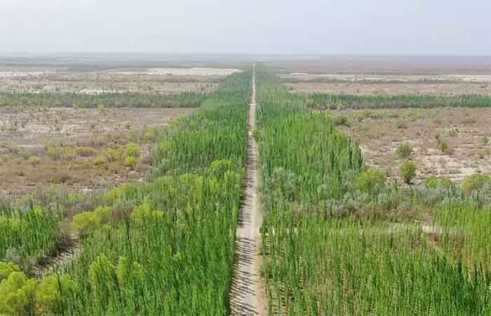 O que aconteceu após a China plantar 66 bilhões de árvores