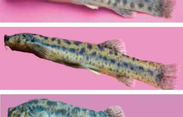 Câncer transmissível é descoberto pela primeira vez em peixes de água doce; o quarto registrado entre animais