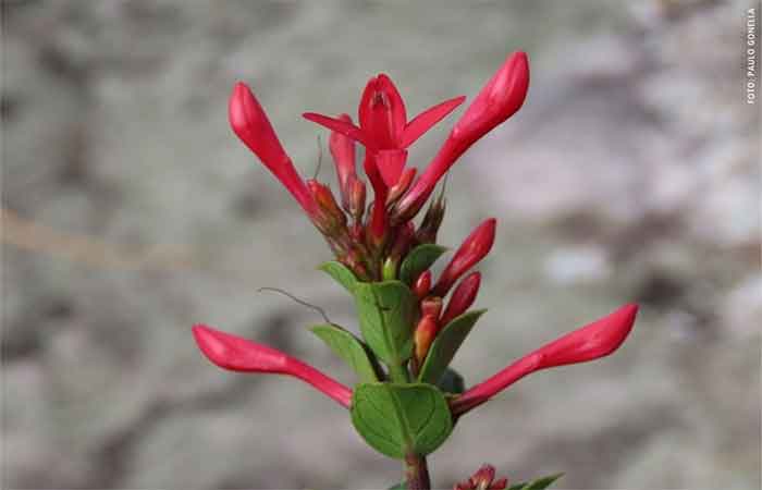 Após 12 anos de mistério, cientistas identificam nova espécie de planta na Mata Atlântica