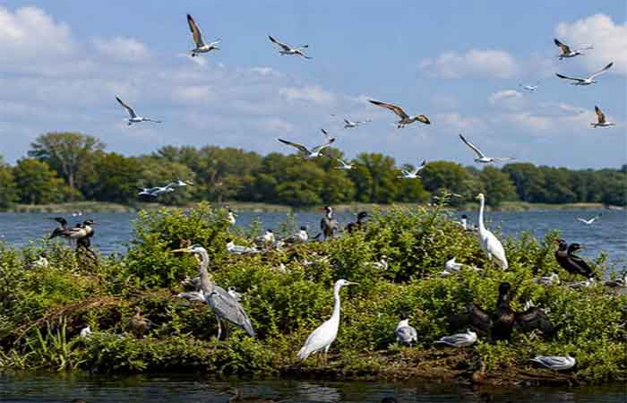 Enquanto algumas ilhas artificiais são construídas para o turismo e o luxo, a Polônia criou uma com o propósito diferente: proteger aves ameaçadas de extinção