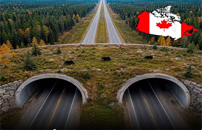 O Canadá criou passagens verdes cobertas por vegetação para que os animais possam atravessar as rodovias com segurança