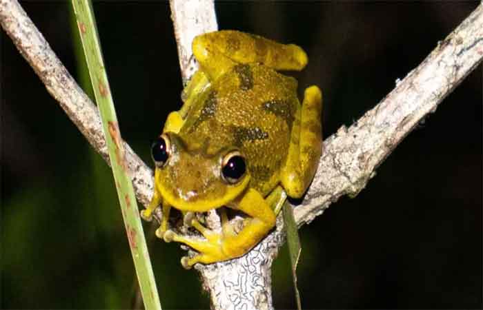 Cientistas descobrem microplásticos no corpo de girinos da Amazônia