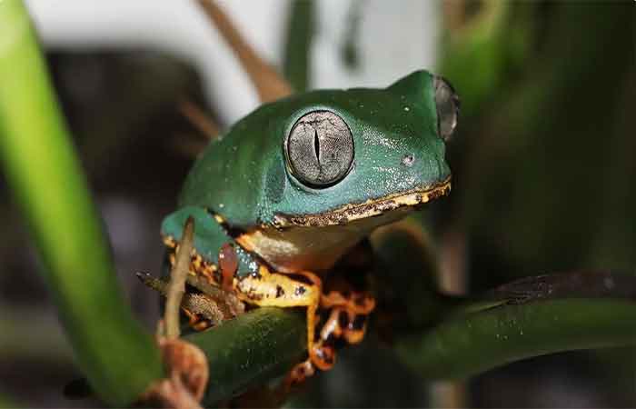 Estudo mostra: Amazônia resiste ao fogo, mas renasce com menos diversidade