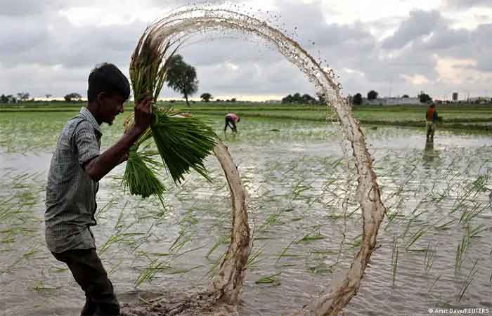 El Niño e guerras pressionam segurança alimentar global
