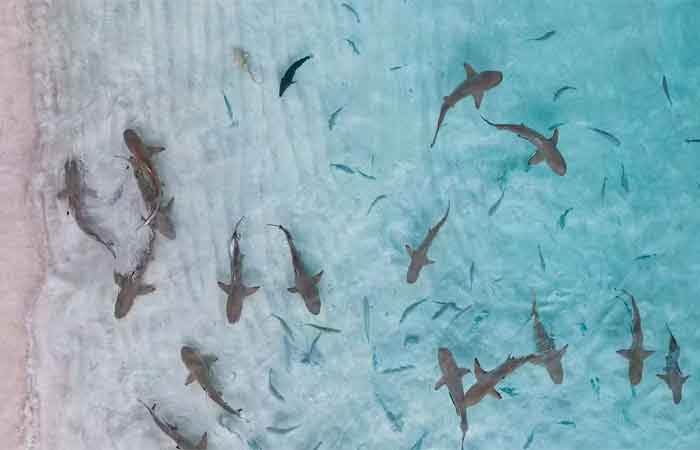 ‘Super El Niño’ pode levar mais tubarões-brancos às praias? Entenda estudo sobre o Oceano Pacífico