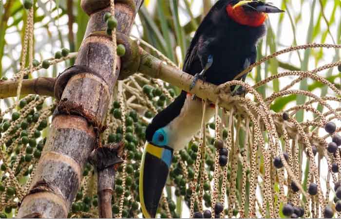 Como sua tigela de açaí pode estar deixando os tucanos sem floresta
