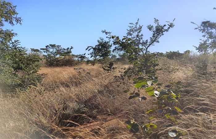 Novo sistema regulamenta a recuperação da vegetação nativa brasileira