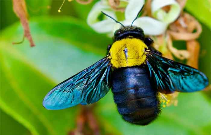 Dados científicos protegem a biodiversidade
