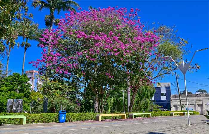 Prefeitura estabelece diretrizes para arborização com espécies nativas em projetos e obras públicas