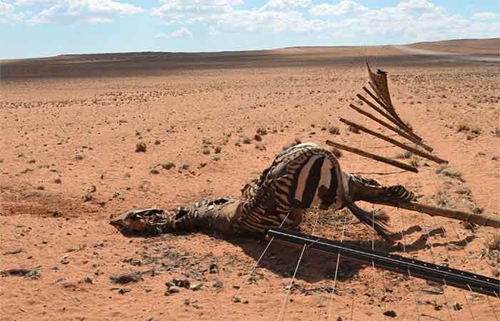 Com a intensificação das mudanças climáticas, os animais precisam de liberdade para se movimentar