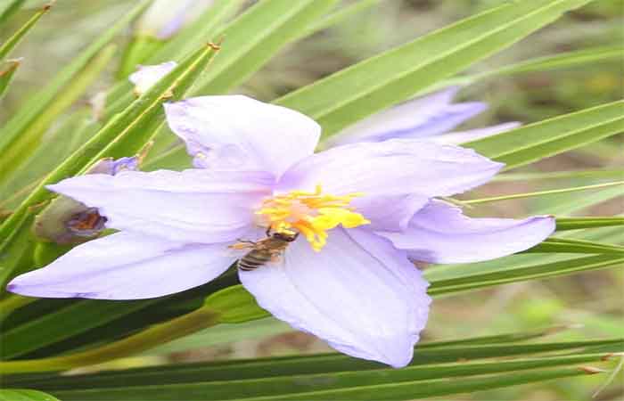Abelhas e beija-flores mantêm vivo o coração genético dos campos rupestres