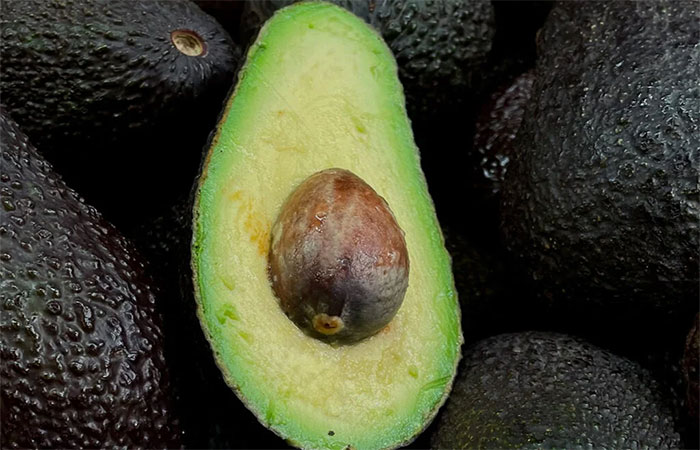 Diversidade de abacates pode tornar cultivo mais resiliente
