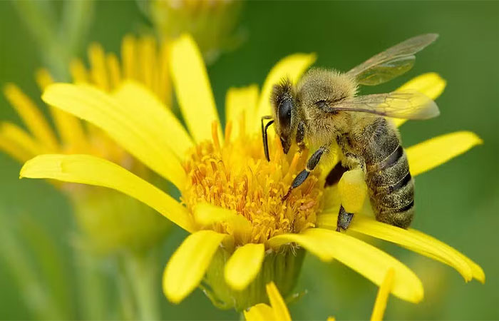 Herbicida mais usado no mundo prejudica o cérebro de abelhas, sugere estudo