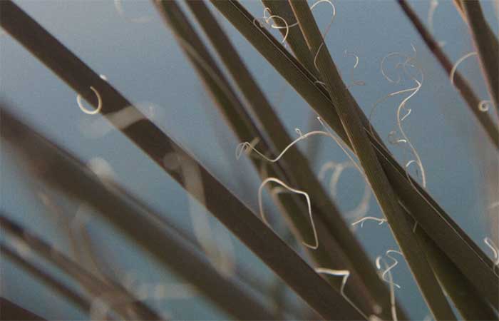 Hesperaloe pode substituir madeira na produção de papel