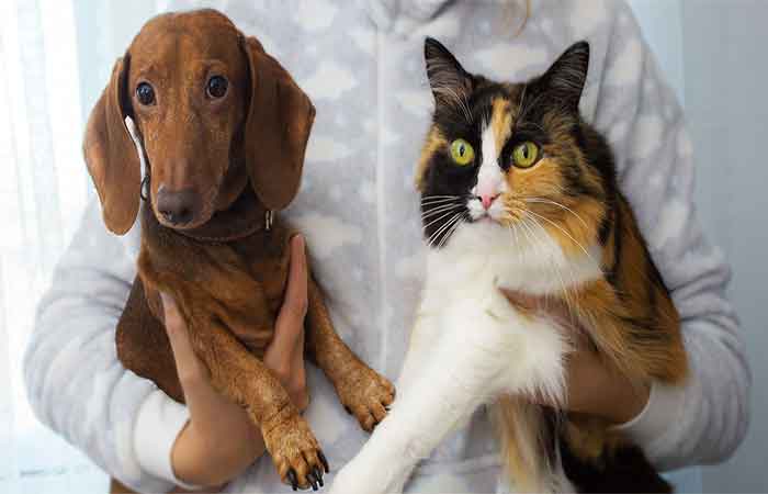 Estudo cria base teórica para fortalecer direitos dos animais no País
