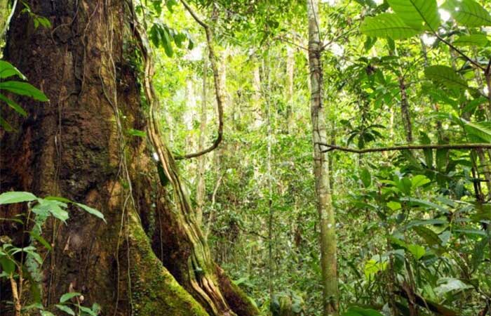 As árvores gigantes da Amazônia estão sob ameaça e a ciência já consegue medir o tamanho da perda