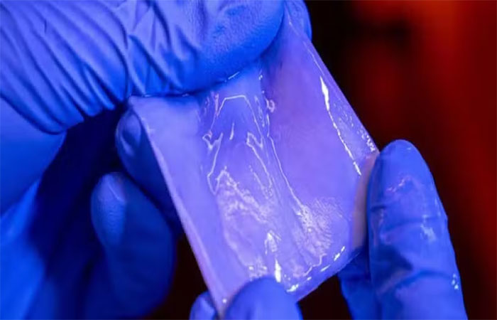 Animais digerem ‘plástico biodegradável’ da natureza há milhões de anos, aponta estudo