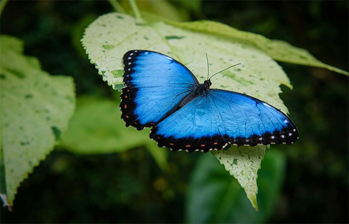 Calor pode apagar o azul brilhante das borboletas Morpho, aponta estudo