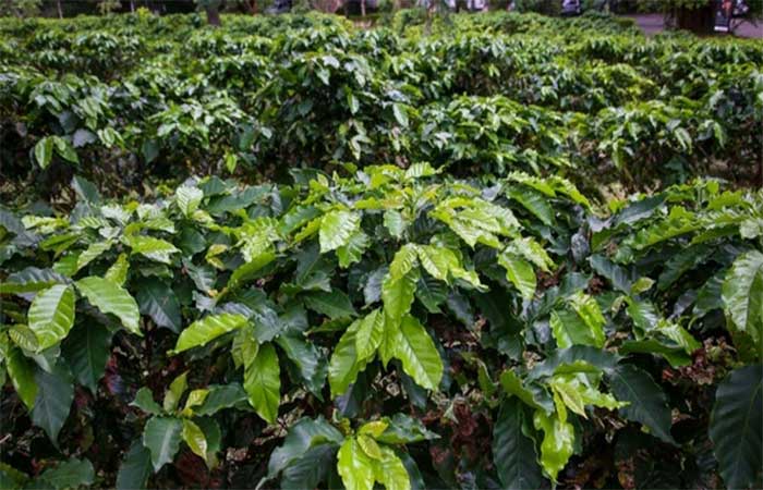 Cientistas espalham 100 toneladas de polpa de café em área tomada por capim, e 2 anos depois, árvores cobrem mais de 80% do terreno