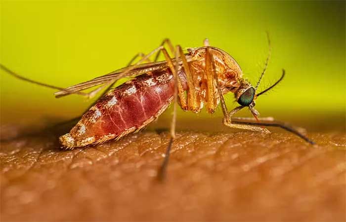 Febre do Nilo Ocidental: SP confirma dois primeiros casos da doença na história e SC detecta o primeiro óbito
