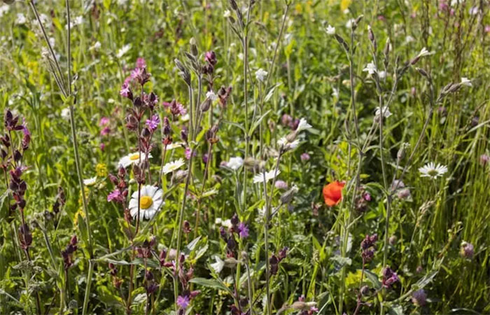 Diversidade vegetal aumenta o controle natural de pragas nas fazendas, revela estudo