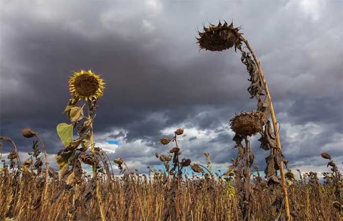 Sem adaptação, mudanças climáticas podem custar até 50% do PIB global até 2070, aponta relatório