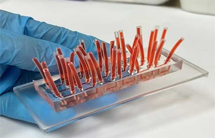 Dispositivo simula tecidos humanos e oferece alternativa à experimentação animal