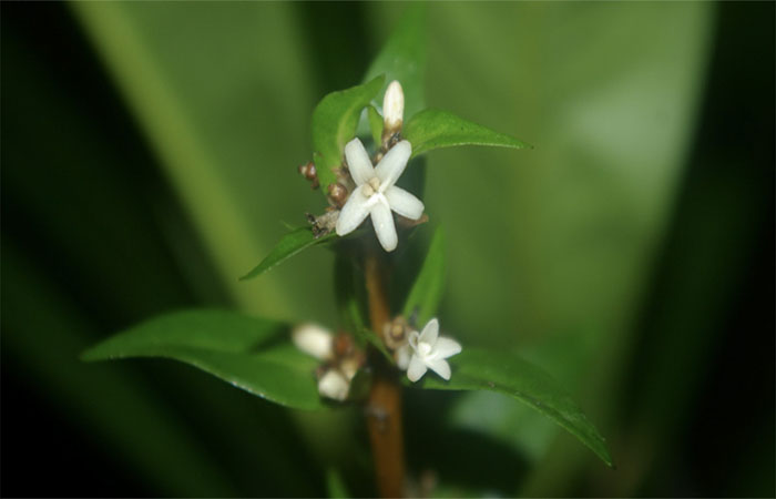 Nova espécie de planta é descoberta em área remanescente de Mata Atlântica