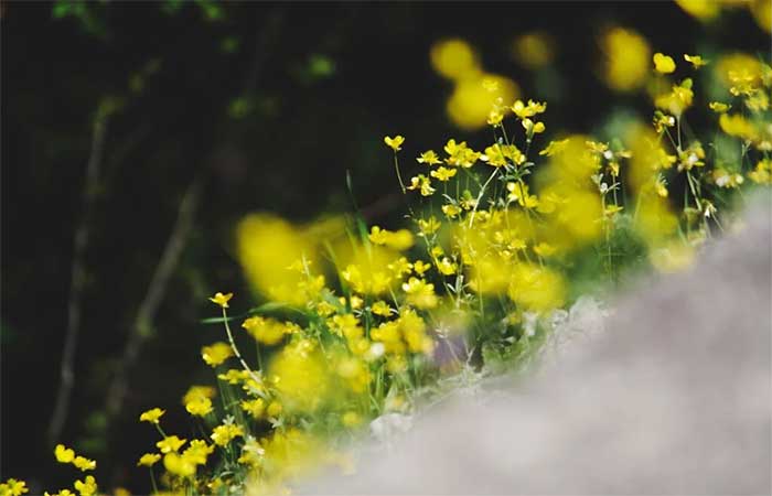 Como as cidades se tornaram aliadas das flores silvestres