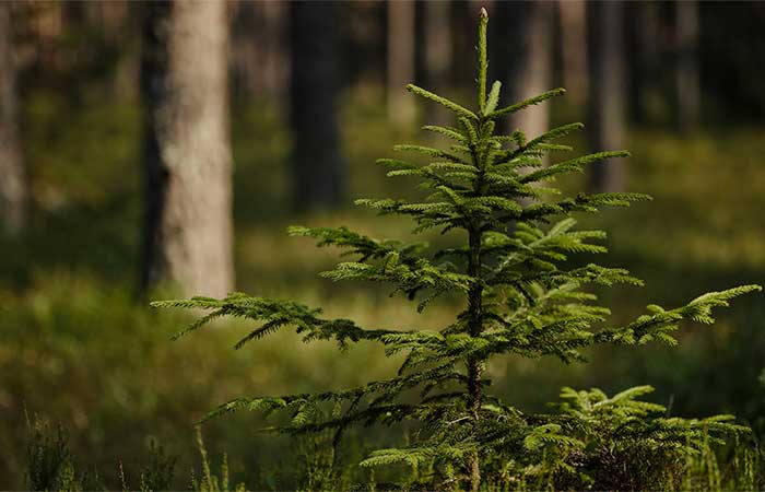 Florestas em regeneração reduzem naturalmente o domínio de espécies não nativas