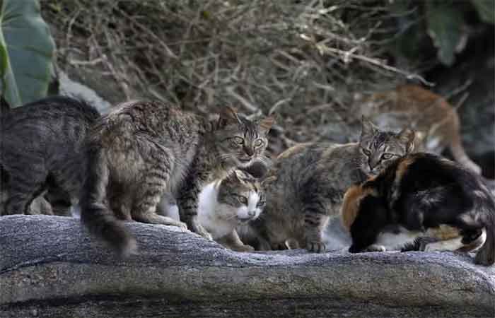 Cinco gatos levados para conter ratos em ilha provocaram desastre ambiental que hoje exige operação de mais de R$ 127 milhões; entenda