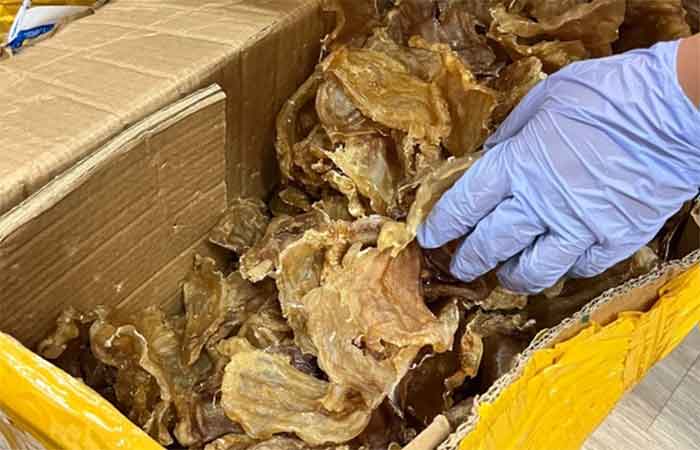 Genética forense expõe rota do tráfico marinho: espécies vulneráveis viajam disfarçadas de salgadinho por Guarulhos