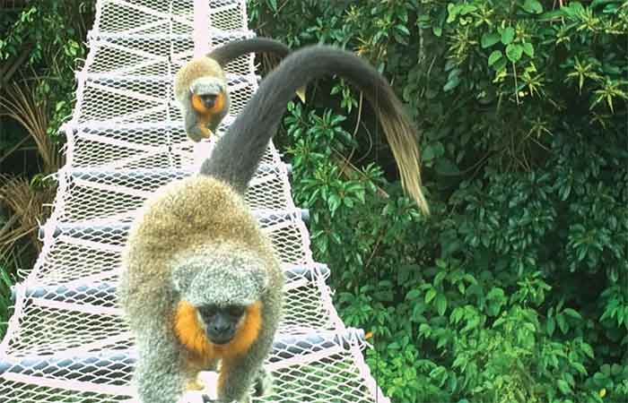 Pontes suspensas na copa das árvores da Amazônia possibilitam 15 mil travessias de animais selvagens sem nenhum atropelamento em 15 meses